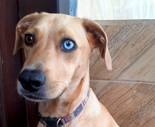 Polícia Civil apresenta os mascotes das delegacias do Litoral