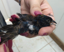 Governo do Paraná torna permanente o curso para voluntariado no cuidado de animais silvestres  - cURITIBA, 21/03/2022