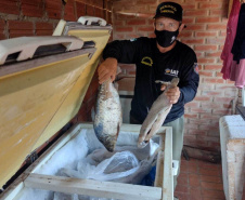 Durante Piracema, Paraná teve cinco forças-tarefas de fiscalização e repovoou rios com mais 770 mil peixes nativos