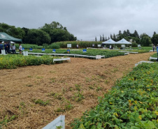 IDR-Paraná apresenta alternativas para uma agricultura mais sustentável e lucrativa nas culturas de feijão e milho