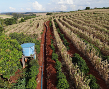Com juros subsidiados pelo Estado, Banco do Agricultor muda a realidade dos paranaenses