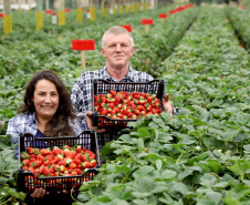 Instituições do Paraná e de outros estados discutem os desafios da produção de morangos no Brasil