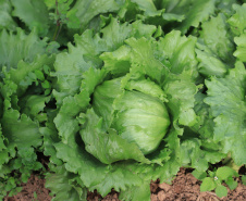 IDR-Paraná: pesquisa busca impulsionar a agricultura orgânica
