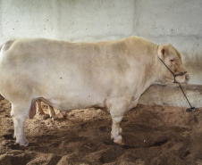  	Bicho do Paraná, Purunã é atração do IDR-Paraná na ExpoLondrina