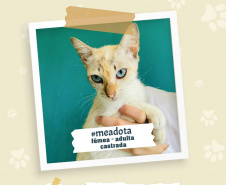 Portos do Paraná promove campanha #meadota no Dia Mundial dos Animais de Rua