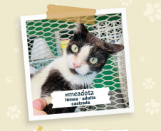 Portos do Paraná promove campanha #meadota no Dia Mundial dos Animais de Rua