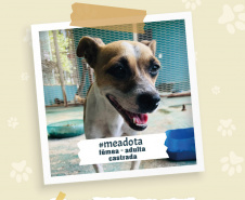 Portos do Paraná promove campanha #meadota no Dia Mundial dos Animais de Rua