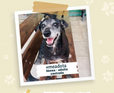 Portos do Paraná promove campanha #meadota no Dia Mundial dos Animais de Rua