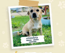Portos do Paraná promove campanha #meadota no Dia Mundial dos Animais de Rua