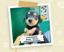 Portos do Paraná promove campanha #meadota no Dia Mundial dos Animais de Rua