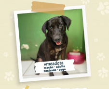Portos do Paraná promove campanha #meadota no Dia Mundial dos Animais de Rua