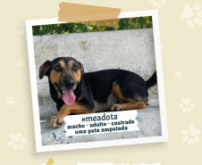 Portos do Paraná promove campanha #meadota no Dia Mundial dos Animais de Rua