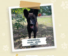 Portos do Paraná promove campanha #meadota no Dia Mundial dos Animais de Rua