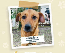 Portos do Paraná promove campanha #meadota no Dia Mundial dos Animais de Rua