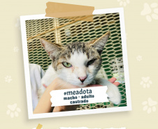 Portos do Paraná promove campanha #meadota no Dia Mundial dos Animais de Rua