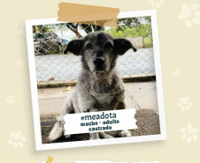 Portos do Paraná promove campanha #meadota no Dia Mundial dos Animais de Rua