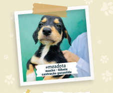 Portos do Paraná promove campanha #meadota no Dia Mundial dos Animais de Rua
