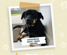 Portos do Paraná promove campanha #meadota no Dia Mundial dos Animais de Rua