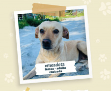 Portos do Paraná promove campanha #meadota no Dia Mundial dos Animais de Rua