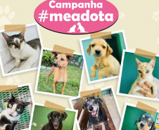 Portos do Paraná promove campanha #meadota no Dia Mundial dos Animais de Rua