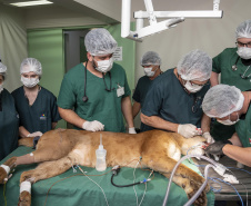 Onça parda recuperada ganha novo lar e segue em monitoramento no Oeste do Estado