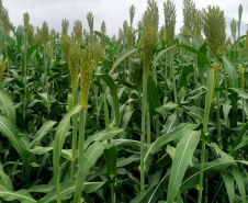 Sorgo pode ser alternativa para alimentar gado leiteiro no inverno