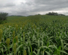 Sorgo pode ser alternativa para alimentar gado leiteiro no inverno