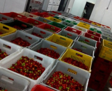 Apoio do Estado e cooperativismo ajudam a promover agricultura orgânica no Paraná 