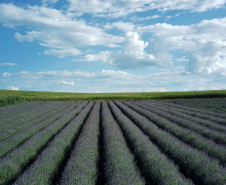 lavanda