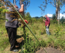  No Dia dos Povos Indígenas, IAT relembra parceria para conservação e recuperação da Floresta Estadual Metropolitana