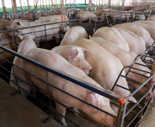 Status sanitário impulsiona investimentos em frigoríficos no Paraná