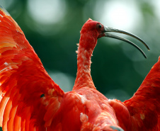  Paraná lança cartilhas de educação ambiental sobre fauna e turismo ecológico