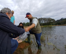Programa Rio Vivo contribui com repovoamento de 500 mil peixes nativos na RMC