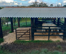 IDR-Paraná doa animais Purunã ao colégio agrícola de Palmeira