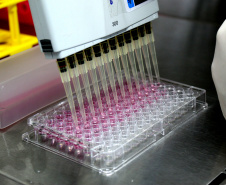 Realização de exame sorológico pelo Tecpar completa um ano, com foco na União Europeia e EUA - Na foto, profissionais do laboratório de sorologia do Tecpar realizam ensaios. O laboratório do Tecpar é credenciado no Centro para Controle e Prevenção de Doenças (CDC), dos EUA, e na agência francesa Anses-Nancy, laboratório de referência da UE 