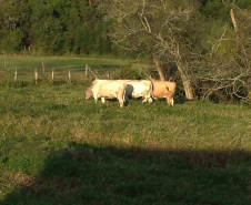 IDR-Paraná doa animais Purunã ao colégio agrícola de Palmeira