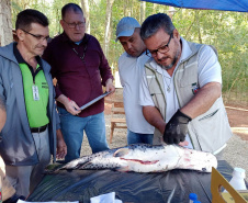 Sesa realiza ações de coleta de toxinas de peixes peçonhentos