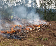 Estado alerta para necessidade de cuidados contra incêndios florestais