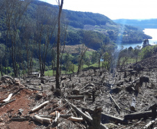 Pela primeira vez no Paraná, IAT faz fiscalização remota na Operação Mata Atlântica em Pé
