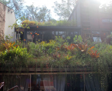 Plantas ornamentais: projeto investiga potencial da flora brasileira