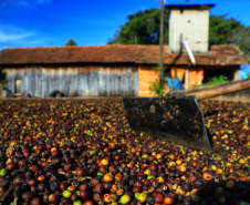 Prova de xícara define nesta semana os vencedores do Prêmio Café Qualidade Paraná 2022