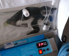 Projeto monitora e analisa animais encalhados no litoral paranaense