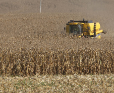 Agricultura divulga primeiras estimativas para a segunda safra 2022/2023 no Paraná