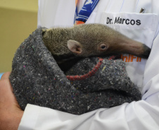 37 mil animais domésticos e silvestres em 2022