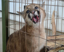 37 mil animais domésticos e silvestres em 2022
