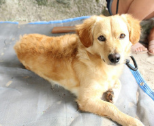 37 mil animais domésticos e silvestres em 2022