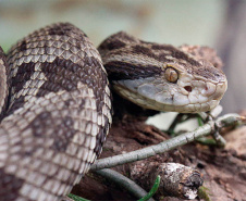 Estudo correlaciona fatores de risco e acidentes com serpentes no Paraná