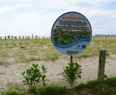 Revitalização da Orla de Matinhos vai ampliar em quase 5 vezes a área com restinga nativa