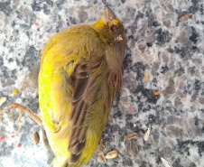Governo incentiva a guarda responsável de animais silvestres vítimas de maus-tratos