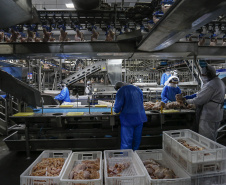 Paraná liderou produção nacional de frangos em 2022; abate de suínos também cresceu